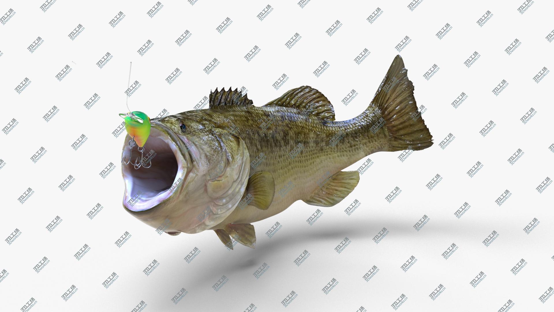 images/goods_img/202104092/3D model Fish Collection Vol2/4.jpg